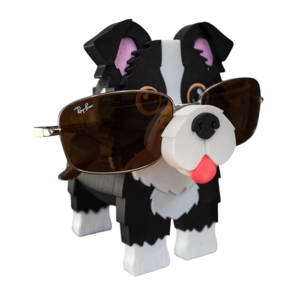 Border Collie Gözlük Tutacağı